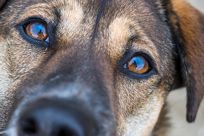 conjunctivitis content image