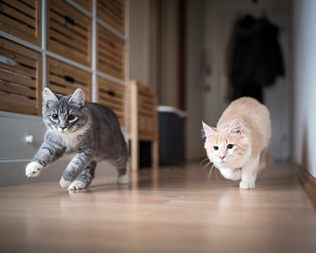 content cat zoomies