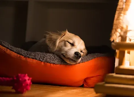 Dog sleeping in dog bed