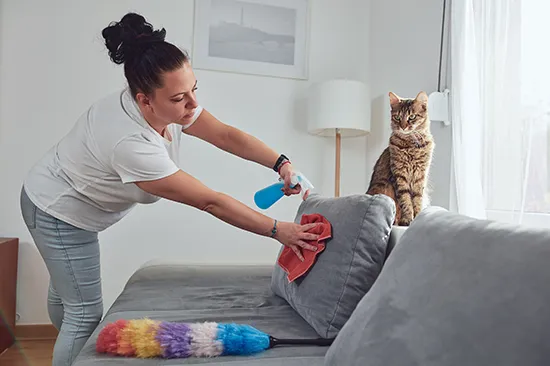 heyfever cats