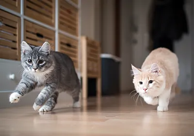 Cat Zoomies