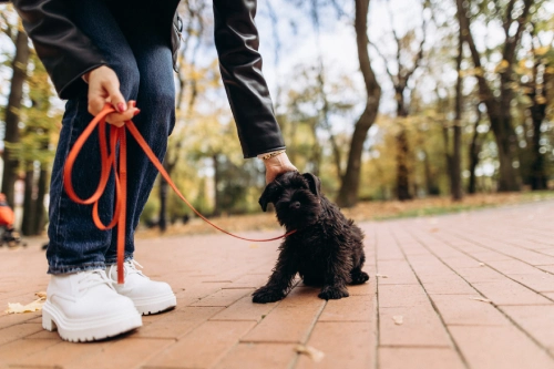 Top tips for training new puppies