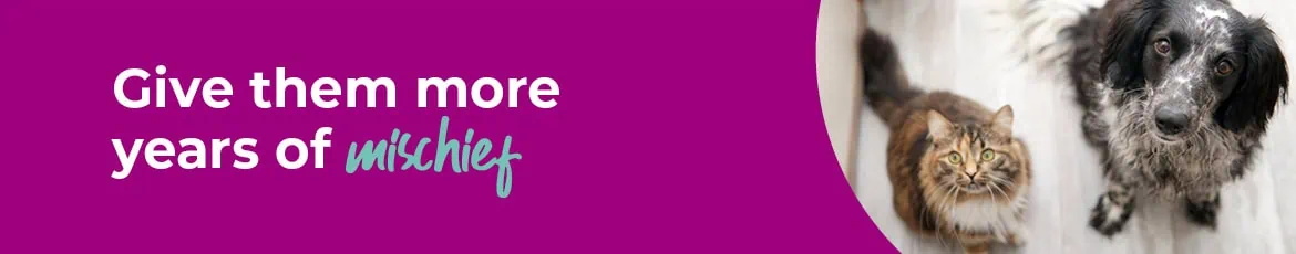 Senior Pets Care in Farnham | Cathcart & Winn Vets