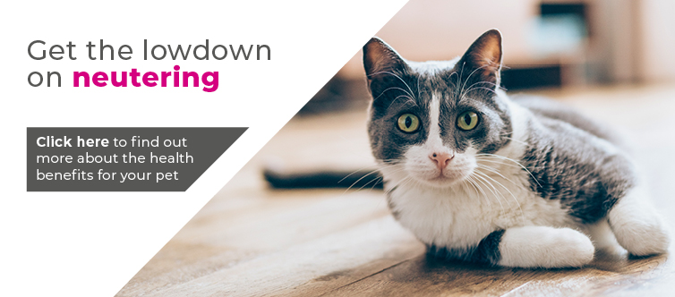 Cat neutering in Farnham