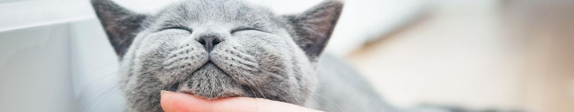 Dog and Cat Microchipping