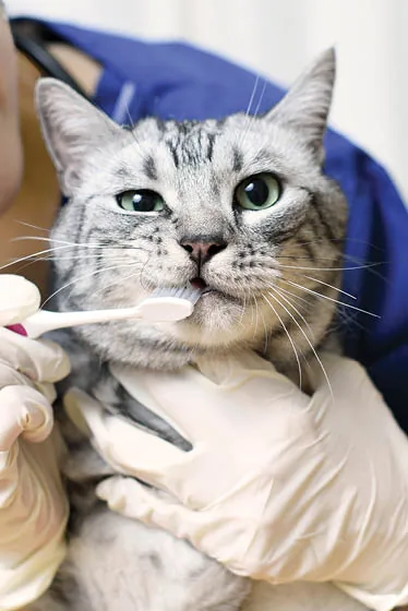 Cat showing teeth