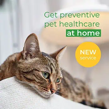 promo mobile pet care 02