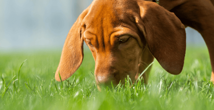 spring-allergies-pets-cathcart-and-winn