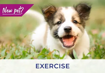 Farnham vets advise on how to exercise your puppy and kitten