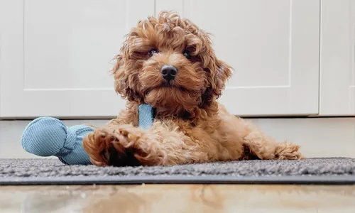 Puppy Advice