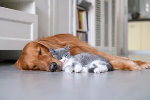 cat dog sleeping on floor