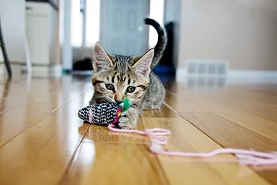 kitten with toy