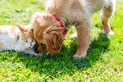 puppy and cat
