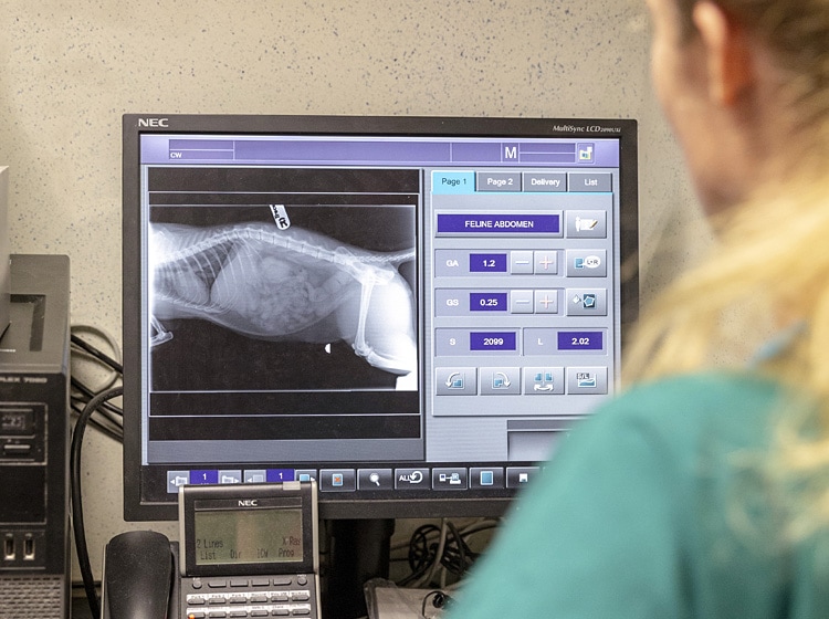 x ray