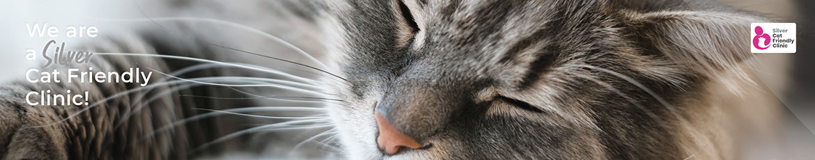 Cat Friendly Clinic in Farnham